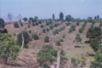 Horiticulture