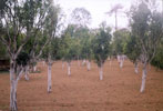 Horiticulture