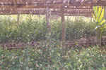 Nursery