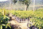 Nursery