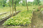 Nursery