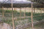 Nursery