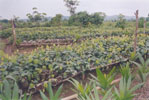 Nursery