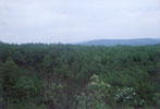 Afforestation
