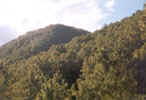 Afforestation