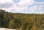 Afforestation