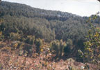 Afforestation