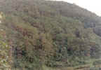Afforestation