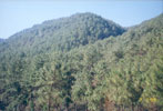 Afforestation
