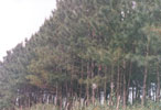 Afforestation