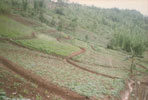 Terracing