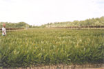 Nursery