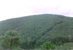 Afforestation