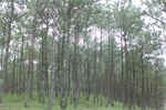 Afforestation