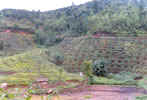 WDPSCA