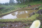 WDPSCA