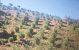 Afforestation