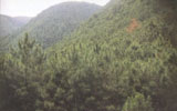 Afforestation