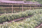 Nursery