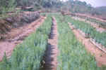 Nursery