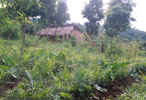 WDPSCA