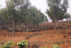 Horiticulture