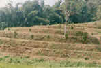Terracing