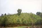 Horiticulture