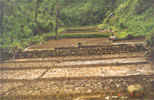 Terracing
