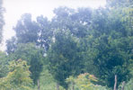 Horiticulture