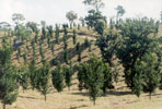Horiticulture