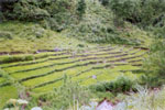 Terracing