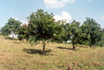 Horiticulture