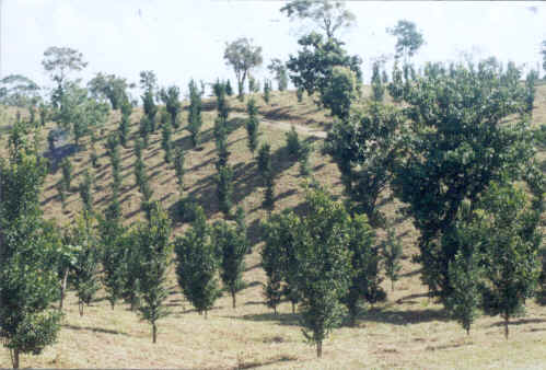Double Benefits - Growing Horticultural crops for maximum returns and soil and water conservation