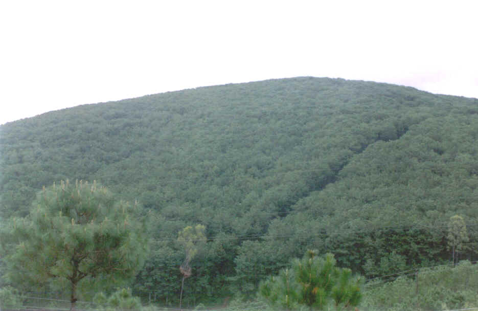 Afforestation - The turning point to help nature recoup