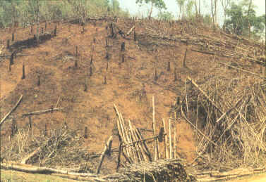 Forest clearing